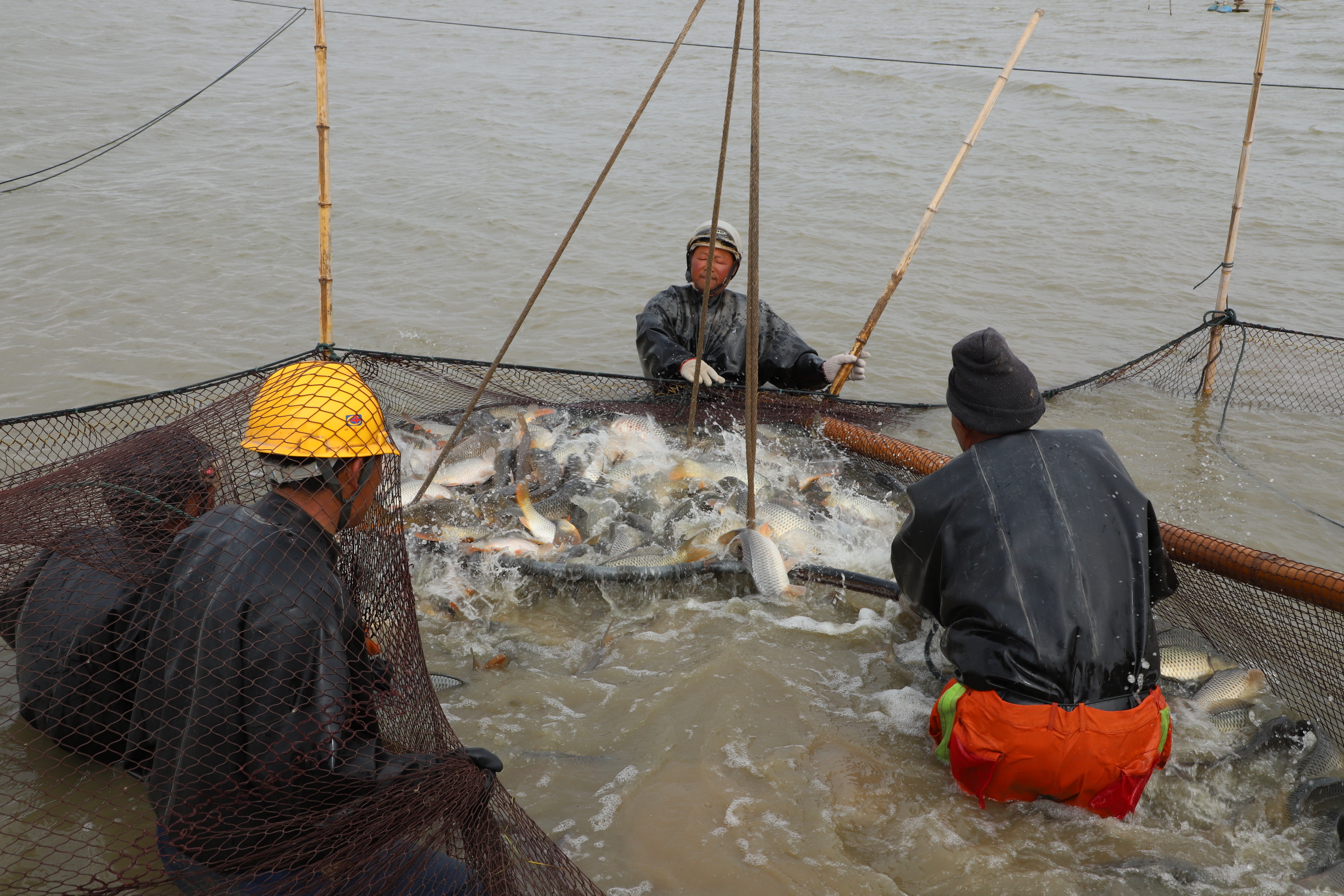 淡水魚起捕銷售.JPG 淡水魚起捕銷售.JPG